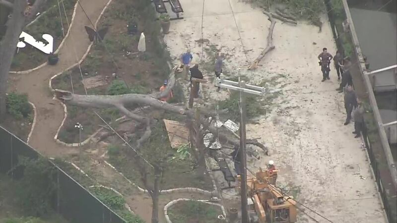 Several people were injured after a large part of a tree fell on visitors at the San Antonio...