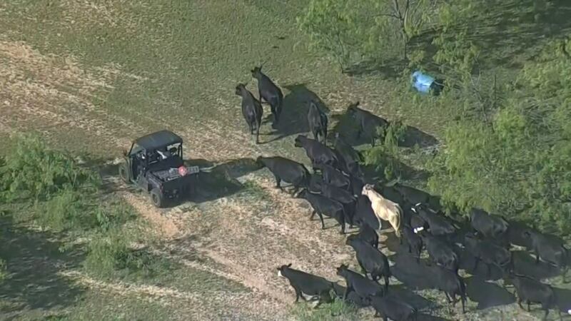 When deputies and first responders arrived, they said the bull was destroying property and not...